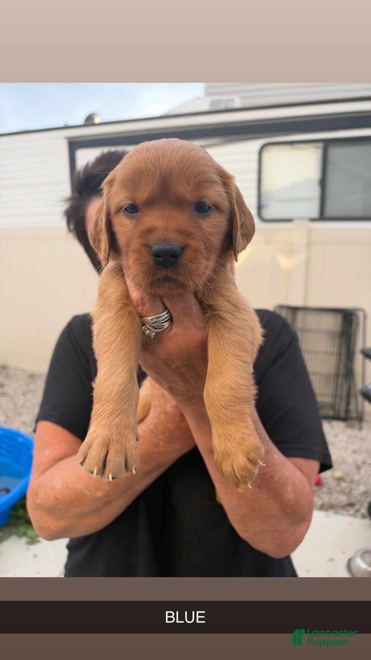 Golden Retriever dogs Blue Collar - Ad 1