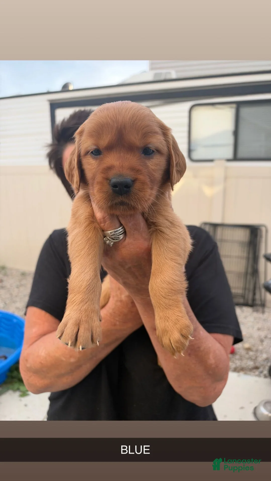 Golden Retriever dogs for sale: Blue Collar - Ad 1