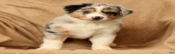 Miniature Australian Shepherd dogs for sale: Jake - Ad 6