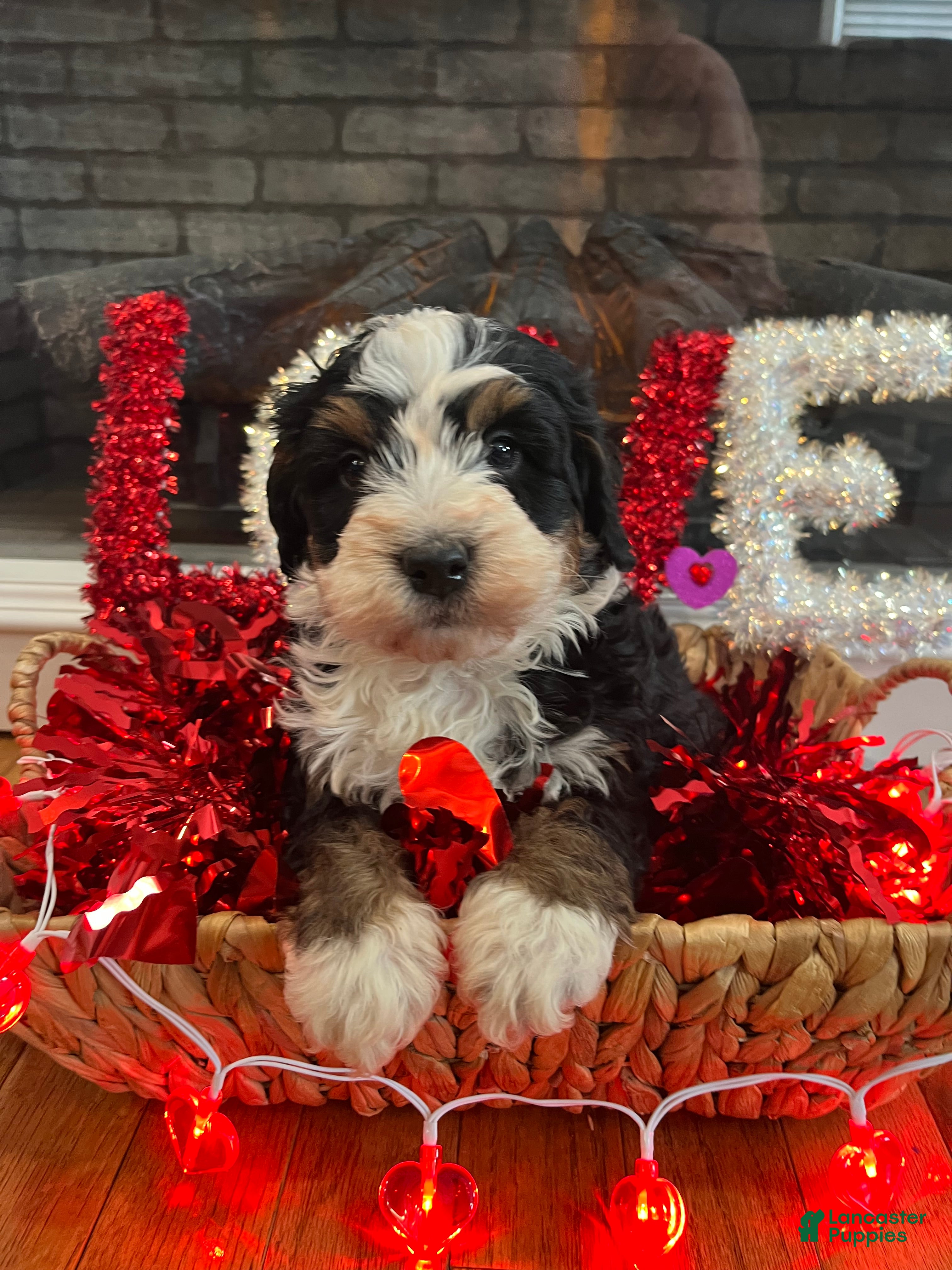 Mini Bernedoodle dogs Cosmo - Ad 2