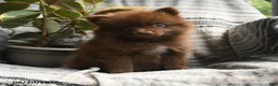 Pomeranian dogs for sale: Zachery - Ad 3