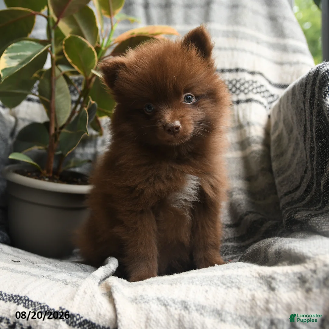 Pomeranian dogs for sale: Zachery - Ad 3