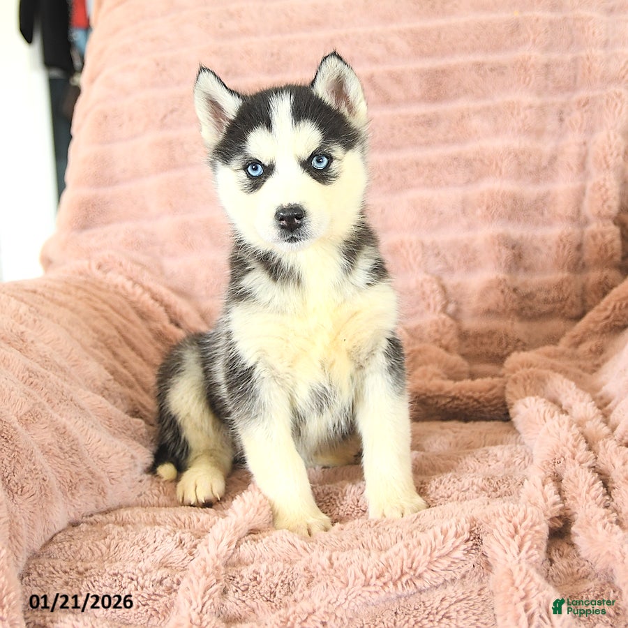 Siberian Husky dogs Rosie - Ad 13