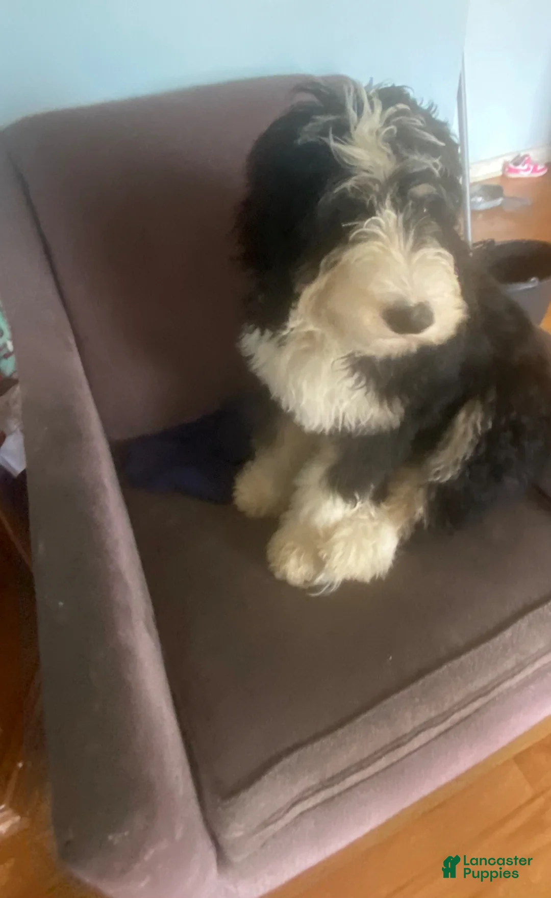 Bernedoodle dogs for sale: Bernedoodle Puppy 1 - Ad 2