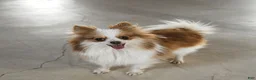 Pomeranian dogs for sale: Jasper - Ad 6