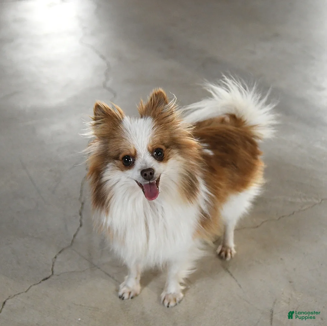 Pomeranian dogs for sale: Jasper - Ad 6
