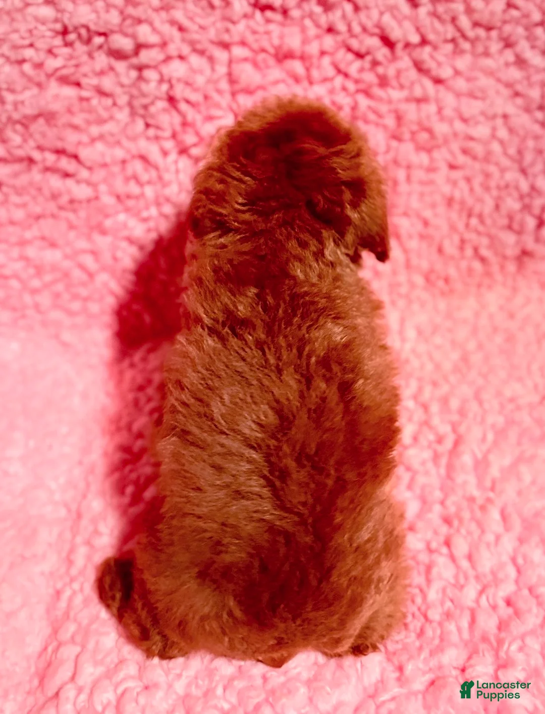 Toy Poodle dogs for sale: Toy Poodle Puppy 1 - Ad 4