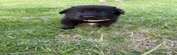 Mixed Breed dogs for sale: Princess - Ad 1