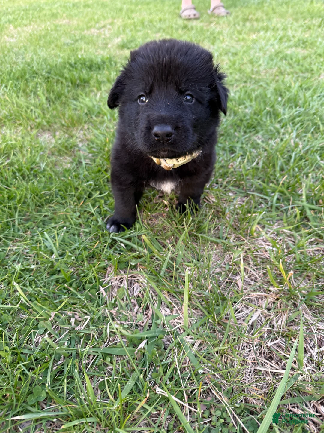Mixed Breed dogs for sale: Princess - Ad 1