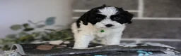 Cavapoo dogs for sale: Lennox - Ad 4