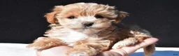 Maltipoo dogs for sale: Cassidy - Ad 1