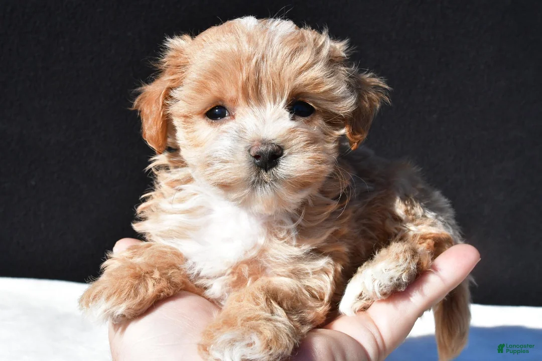 Maltipoo dogs for sale: Cassidy - Ad 1