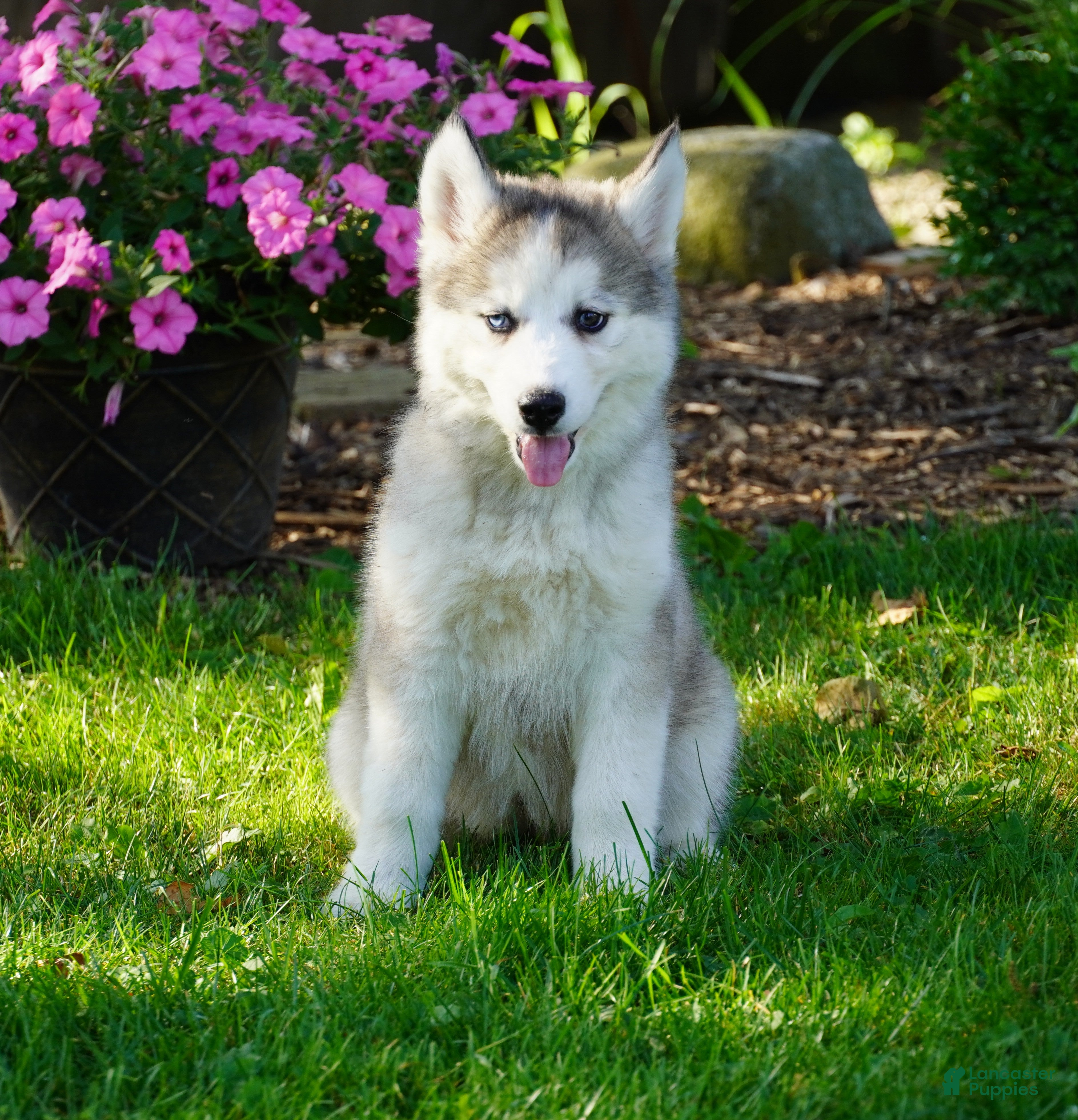 Siberian Husky dogs Lola - Ad 1