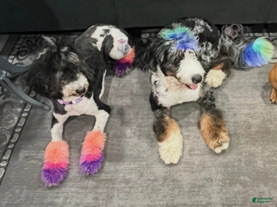 Bernedoodle dogs for sale: Raya - Ad 8
