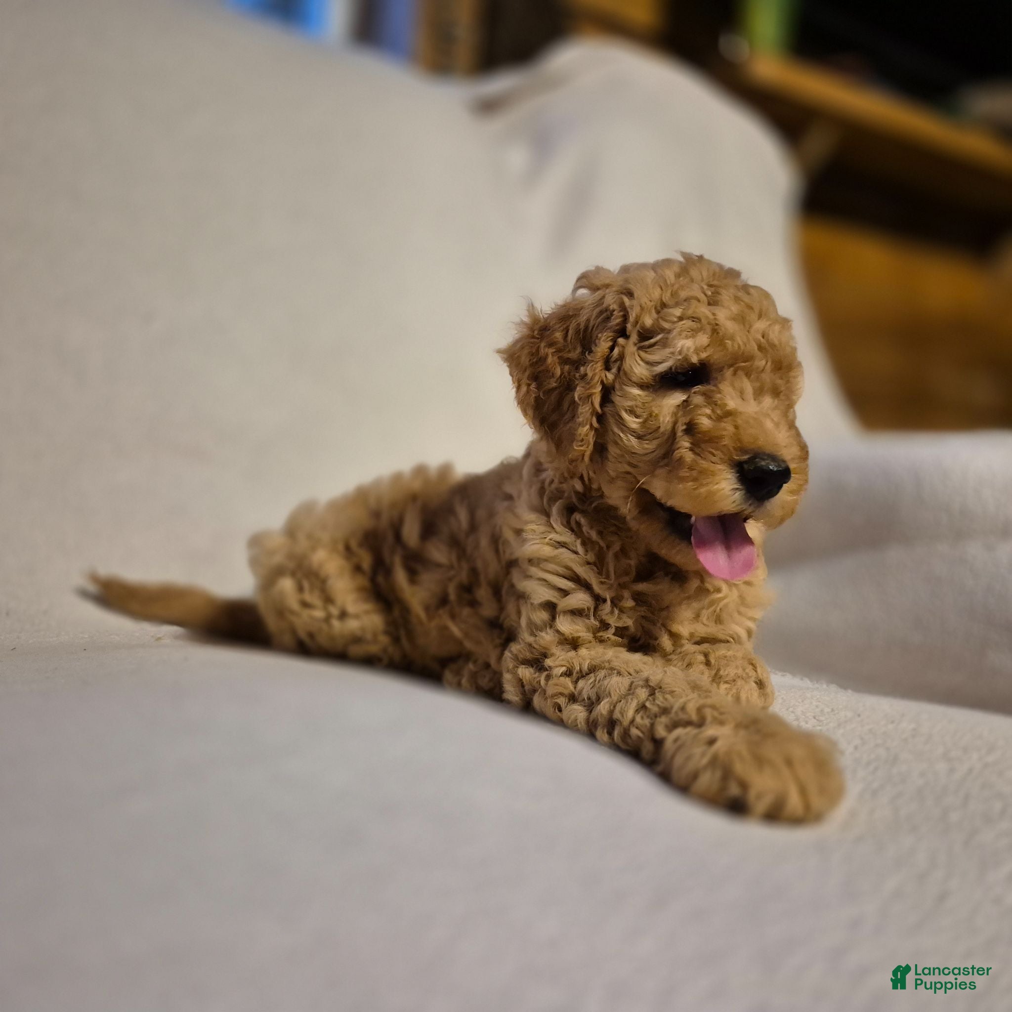 Goldendoodle dogs Lucy - Ad 2
