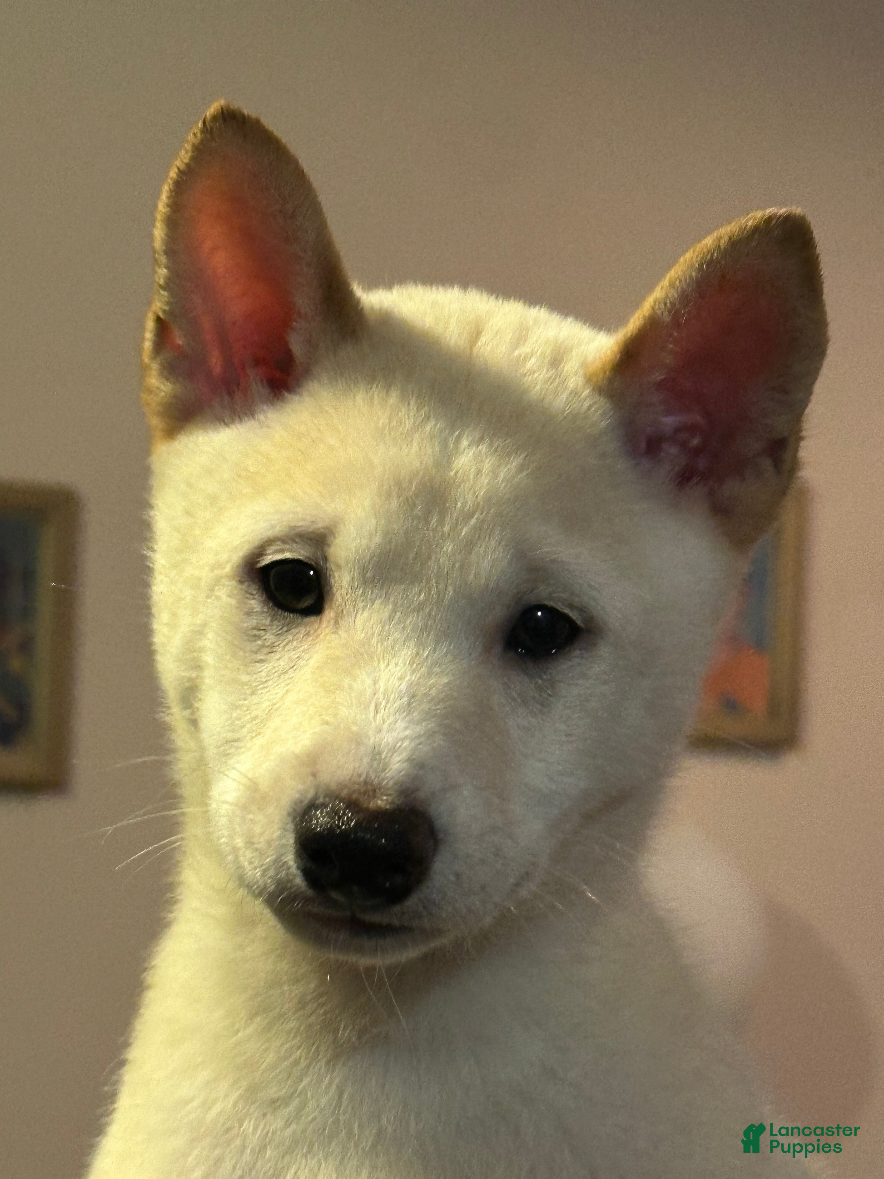 Shiba Inu dogs Hachi - Ad 1