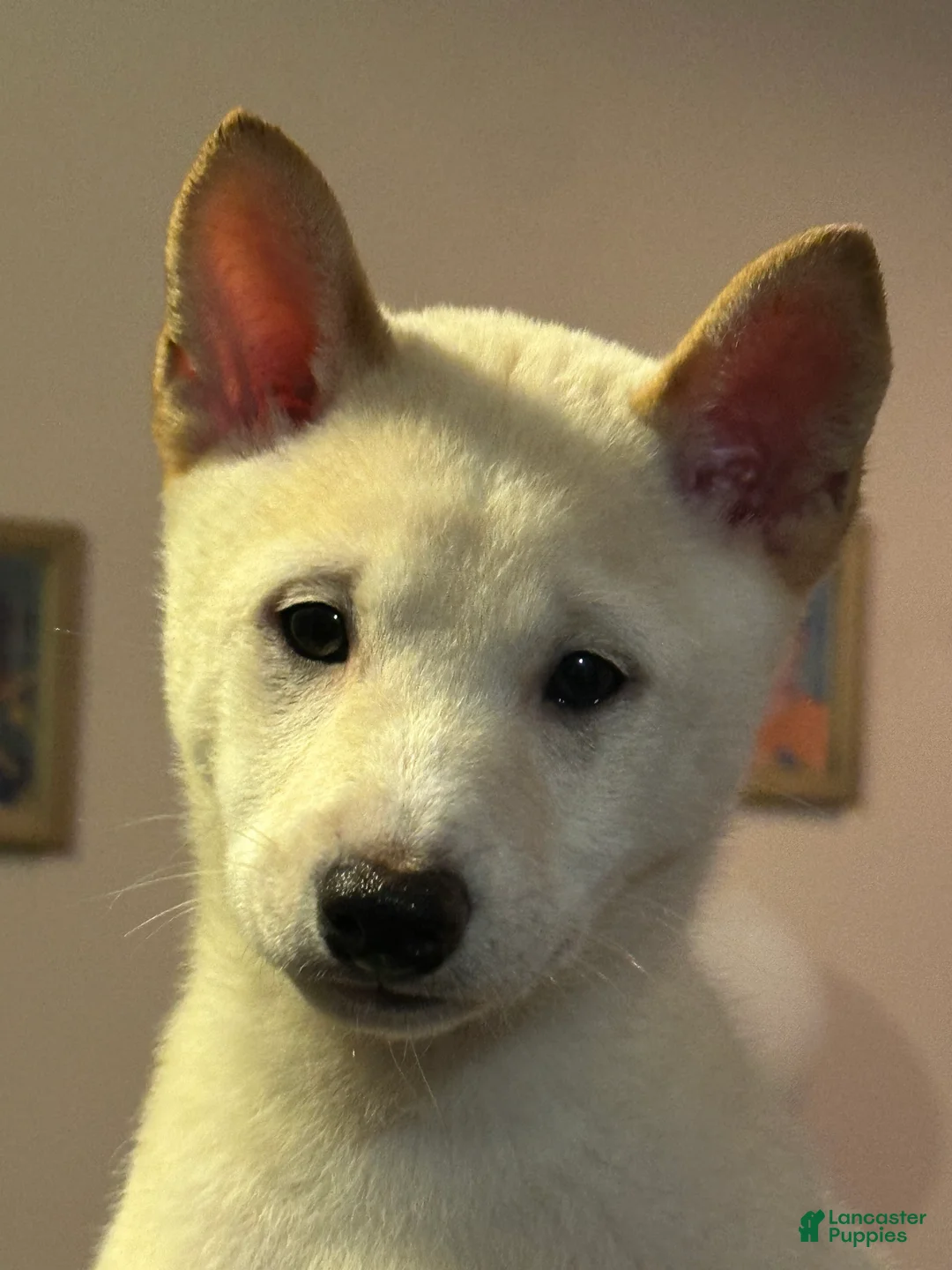 Shiba Inu dogs for sale: Hachi - Ad 1