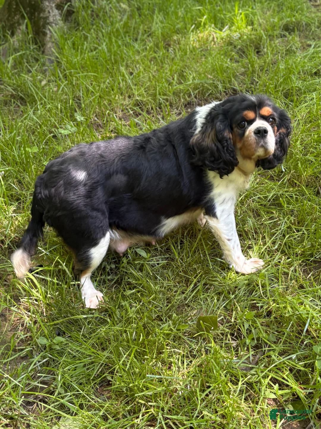 Cavalier King Charles Spaniel dogs for sale: Shadow - Ad 6