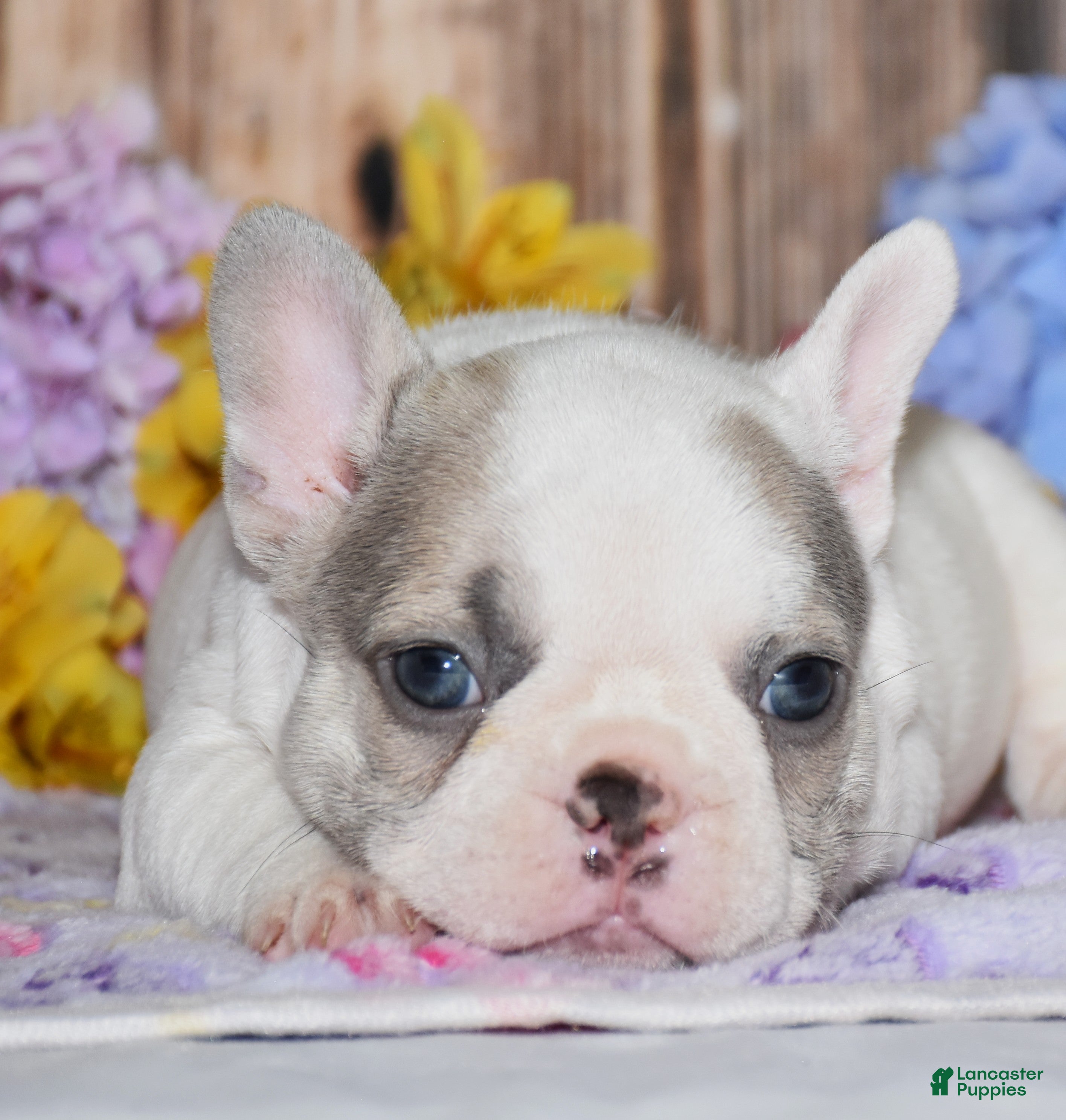 French Bulldog dogs Ferris - Ad 1