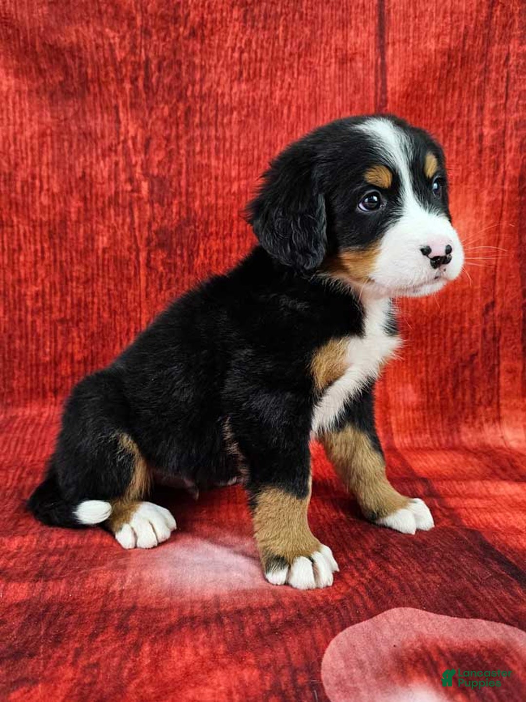 Bernese Mountain Dog dogs for sale: Smokey - Ad 2