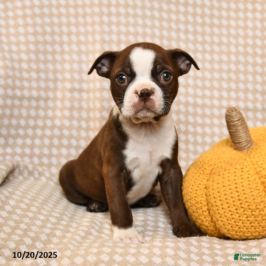 Boston Terrier dogs Mara  - Ad 20