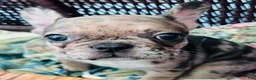 French Bulldog dogs for sale: French Bulldog 3 - Ad 4