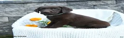 Labrador Retriever dogs for sale: Mindy - Ad 3