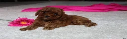 Cavapoochon dogs for sale: Molly - Ad 8
