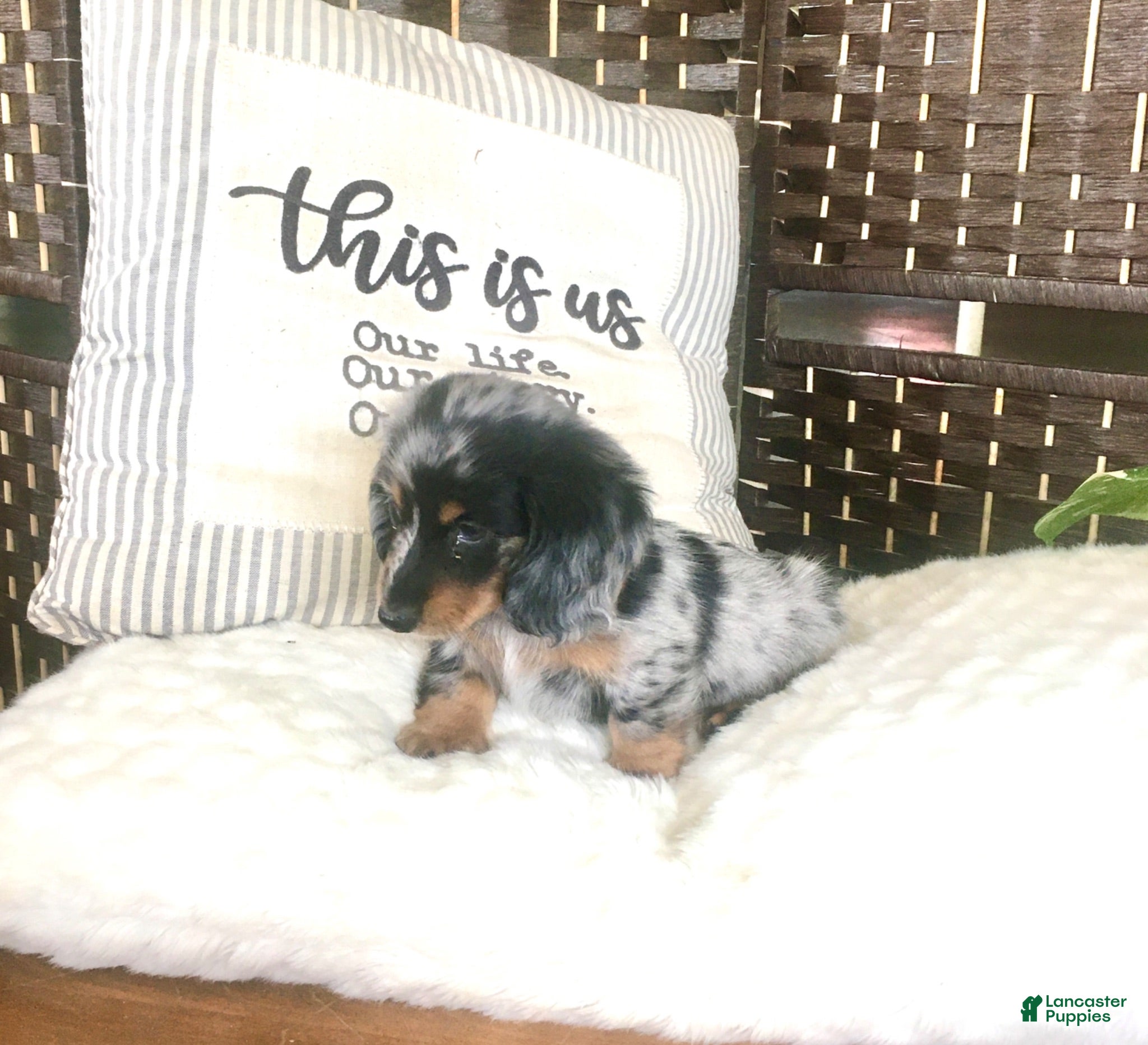 Dachshund dogs Oreo❤️Long Haired ACA Registered🐾 - Ad 1
