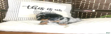 Oreo❤️Long Haired ACA Registered🐾