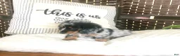Dachshund dogs for sale: Oreo❤️Long Haired ACA Registered🐾 - Ad 1