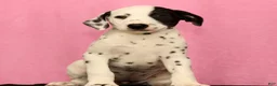 Dalmatian dogs for sale: Jingle - Ad 5