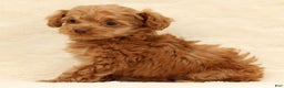 Cockapoo dogs for sale: Carson - Ad 4