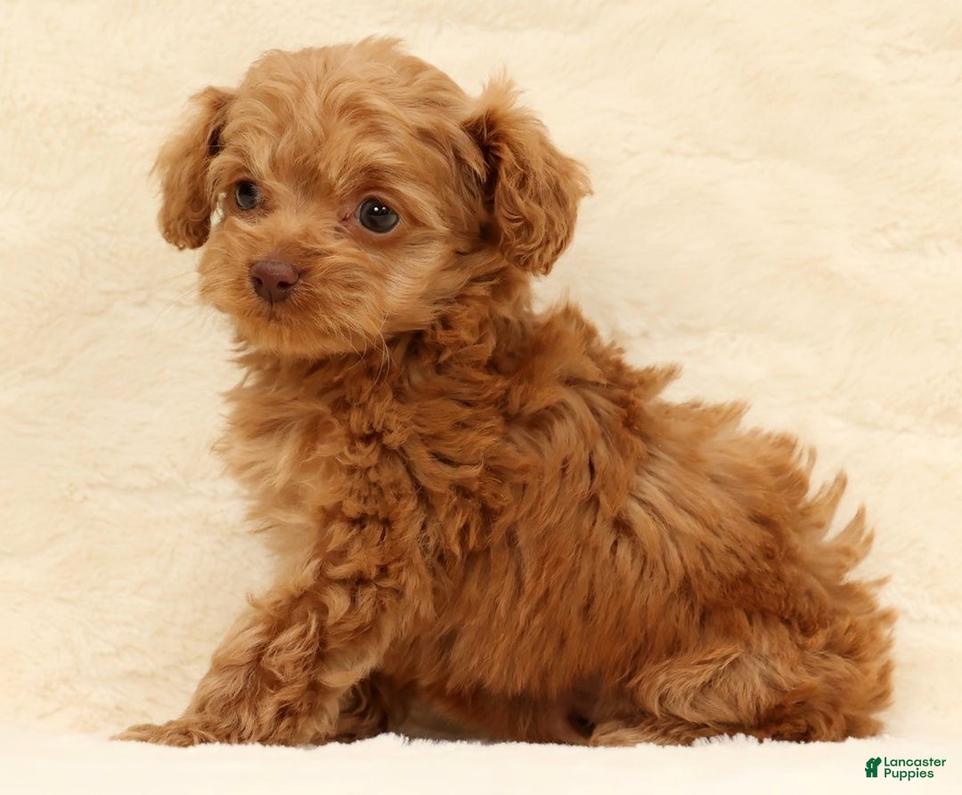 Cockapoo dogs for sale: Carson - Ad 4