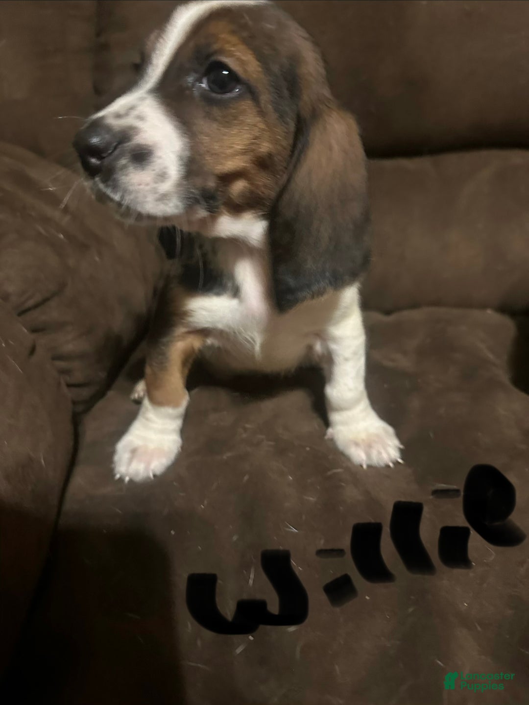Basset Hound dogs for sale: Willie  - Ad 6