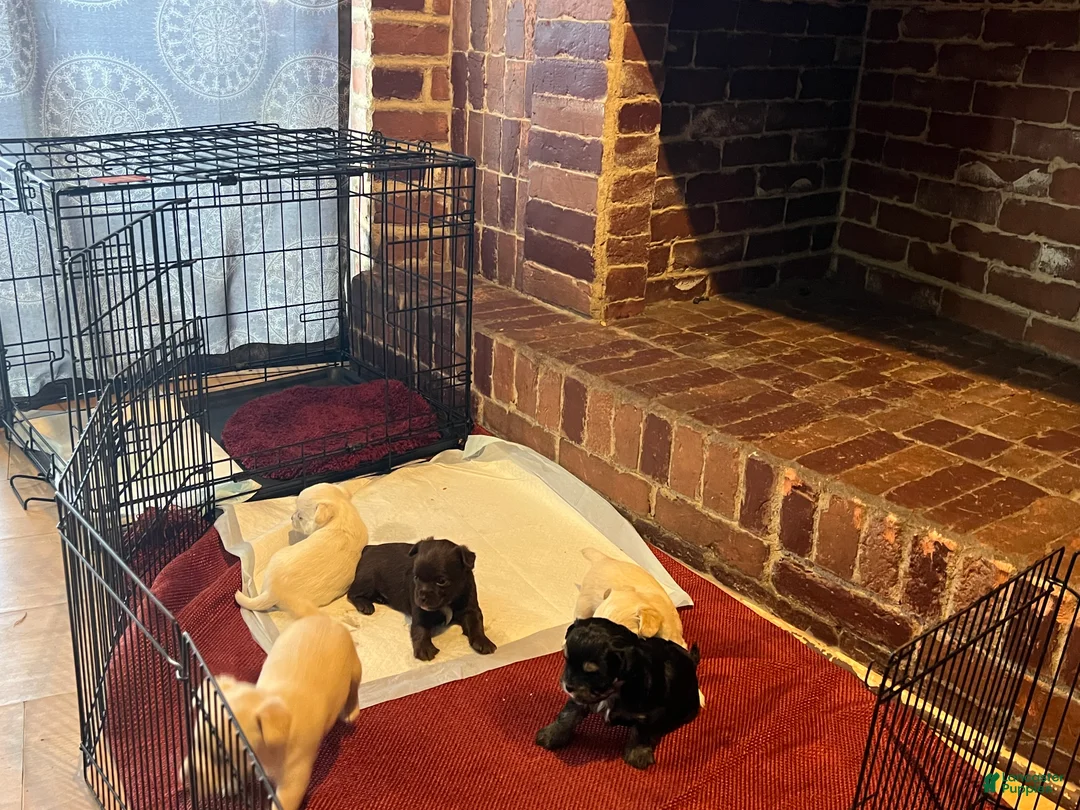 Chihuahua dogs for sale: Chihuahua Puppy 2 - Ad 4