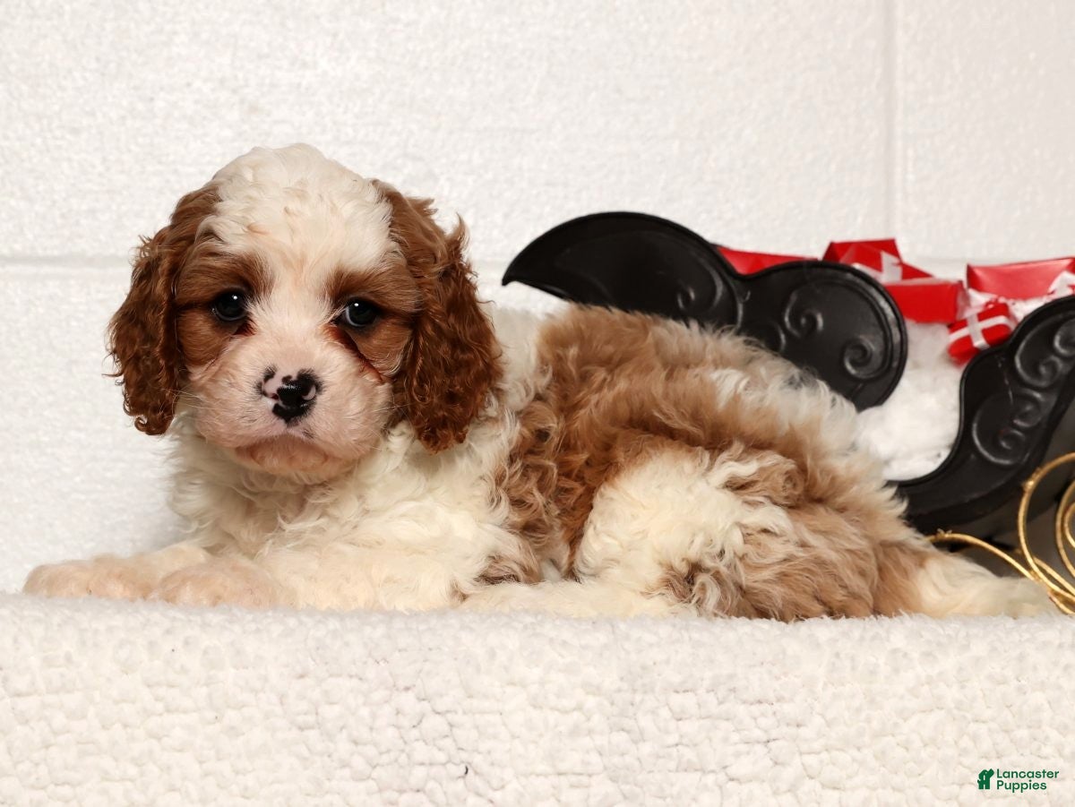 Cavapoo dogs Theodore - Ad 17