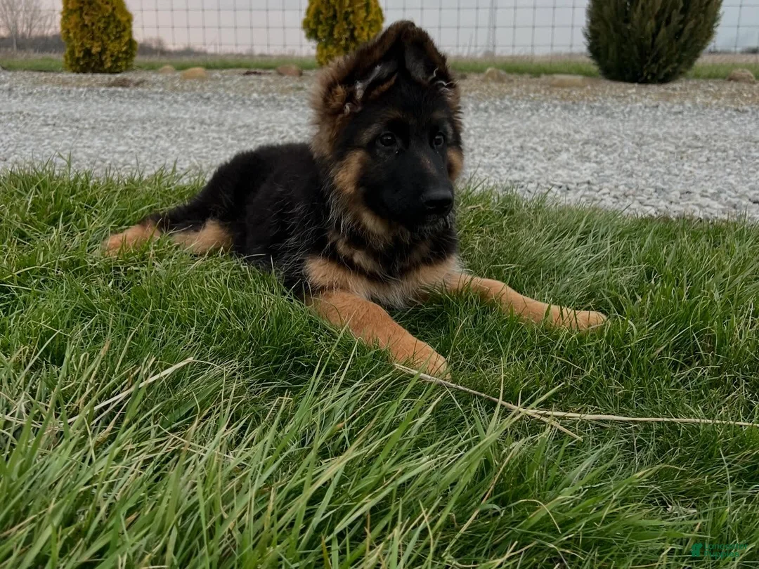 German Shepherd dogs for sale: Babette - Ad 2