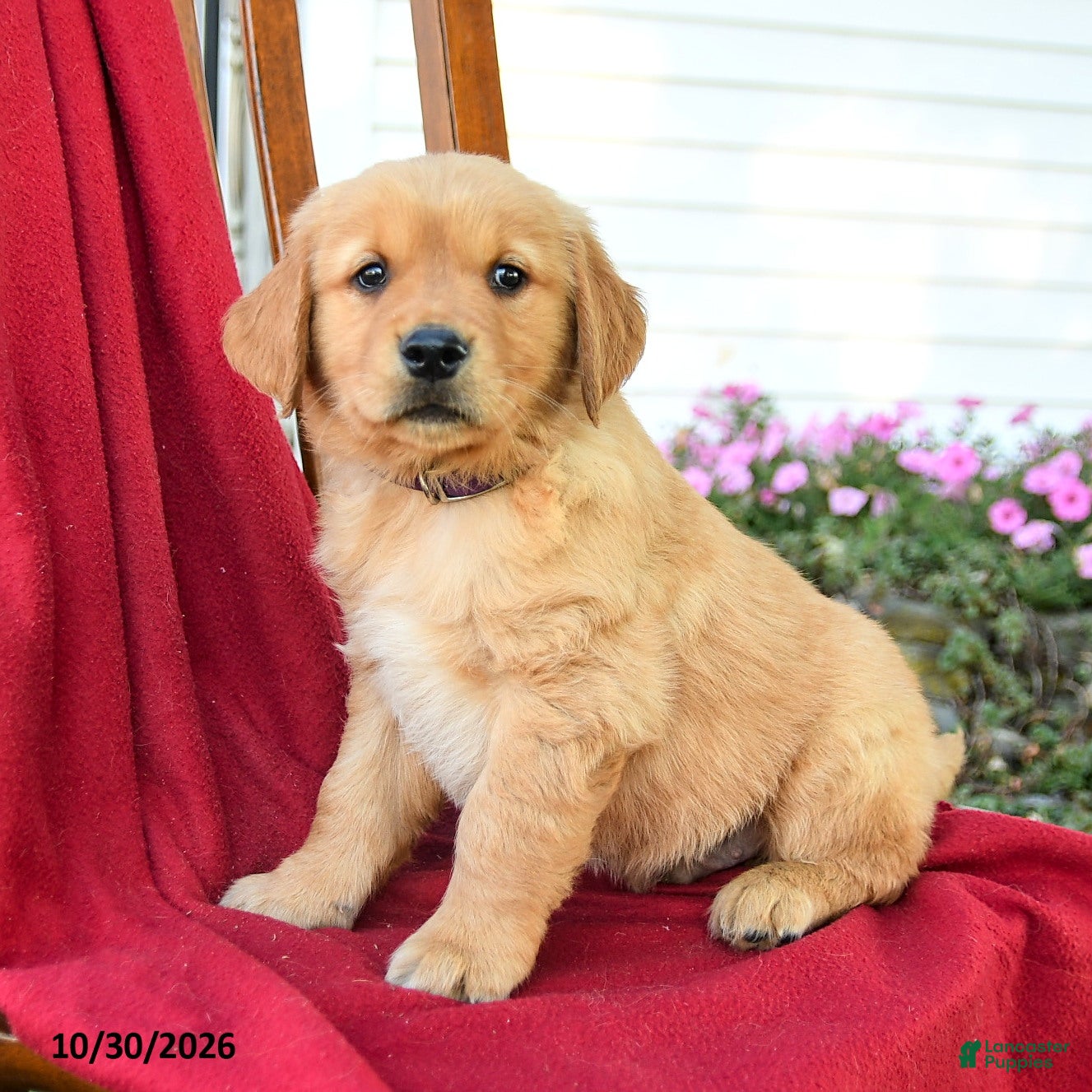 Golden Retriever dogs for sale: Buster - Ad 2