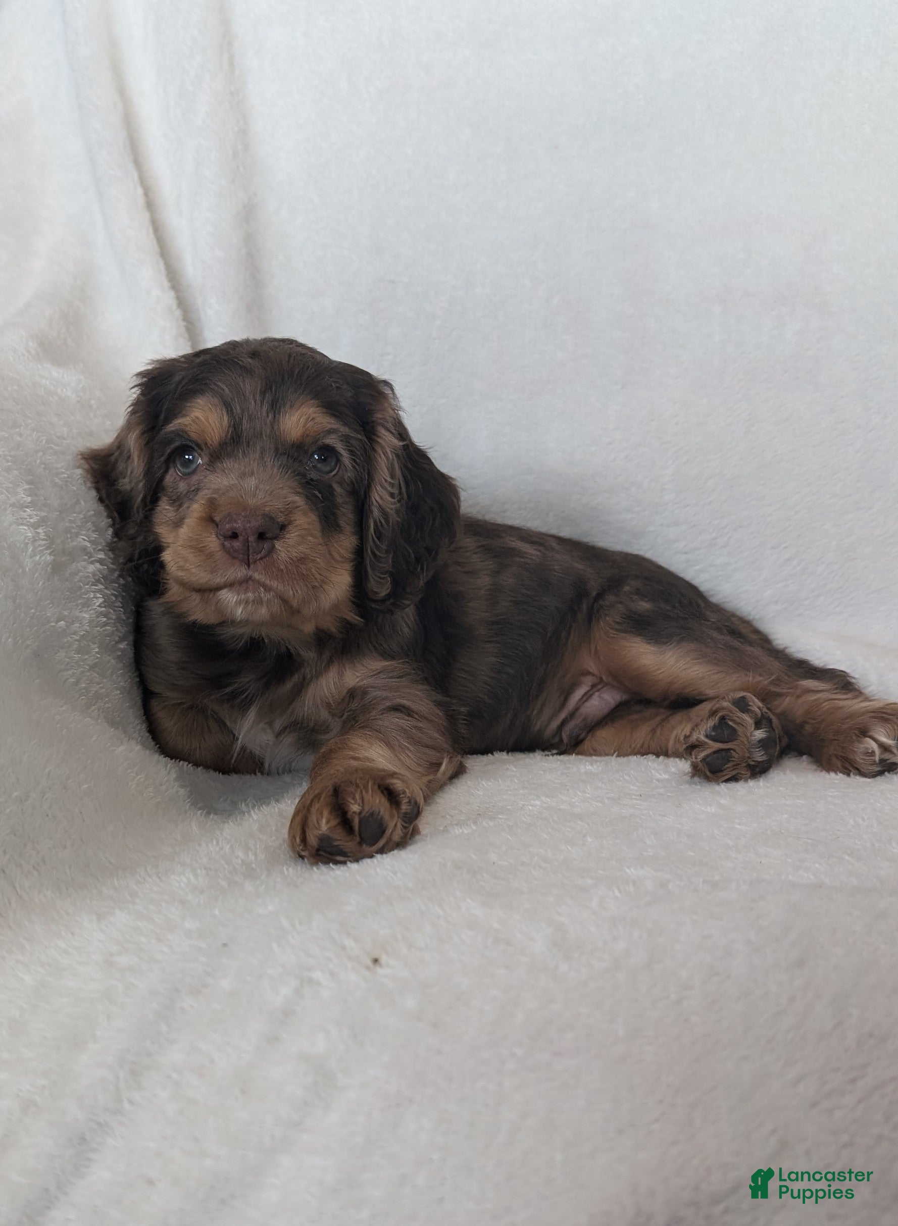 Cocker Spaniel dogs Tootsie  - Ad 2