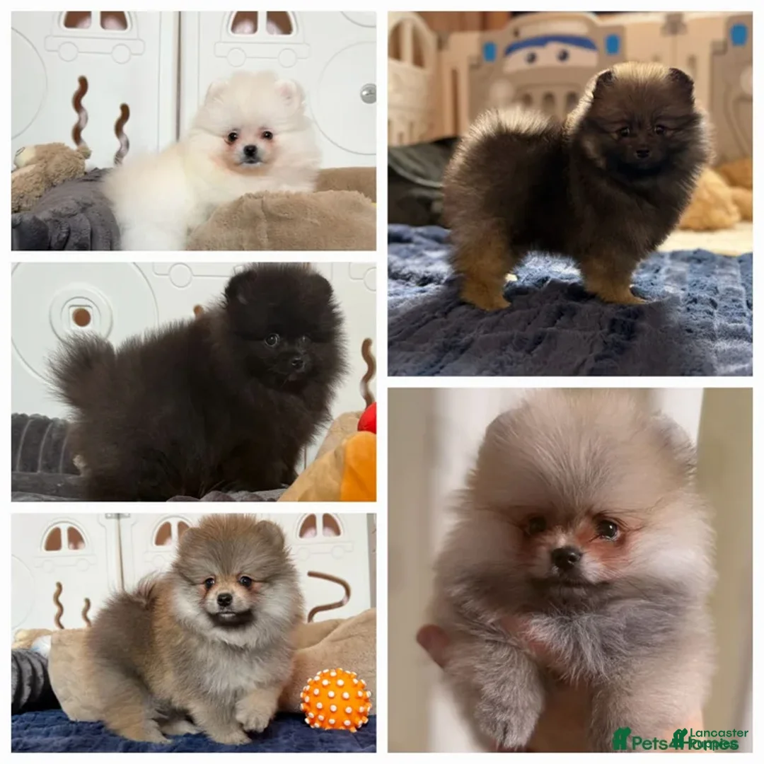 Pomeranian dogs for sale: Greg - Ad 31