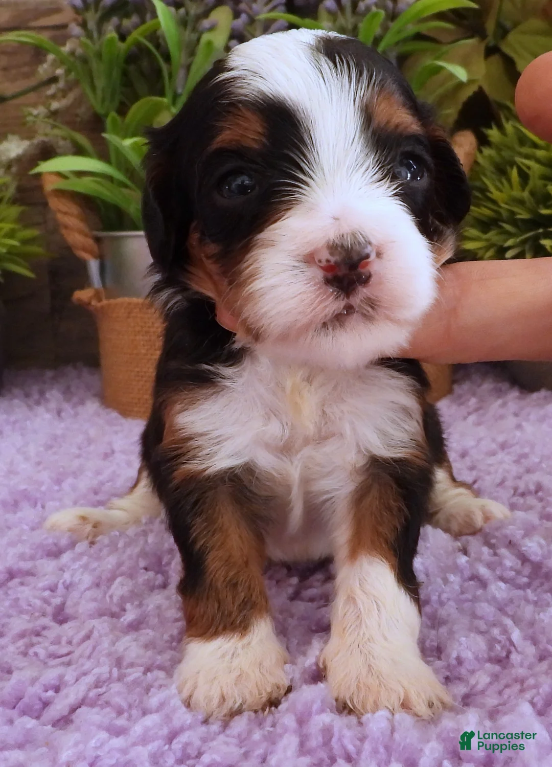 Cavapoo dogs for sale: Autumn's #2 Female - Ad 2