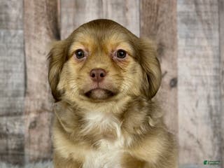 Shih Tzu dogs Boy Knox - 8934 - Ad 14