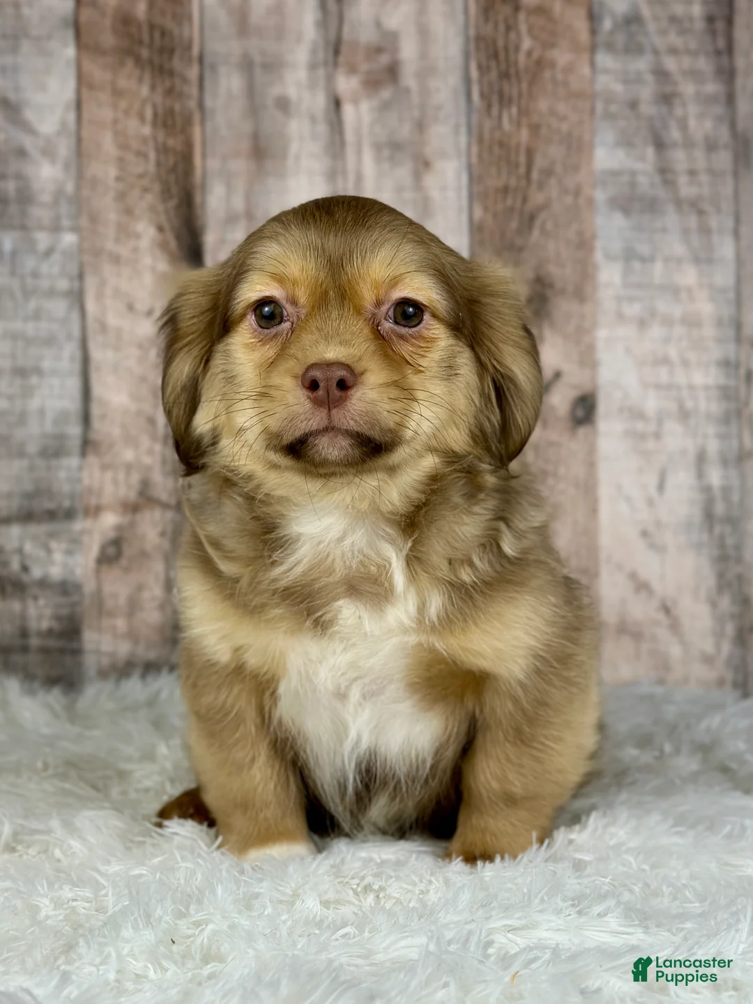 Shih Tzu dogs for sale: Boy Knox - 8934 - Ad 1