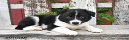 Border Collie dogs for sale: Denver - Ad 2