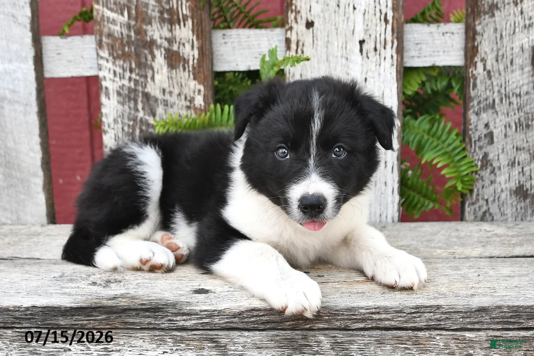 Border Collie dogs for sale: Denver - Ad 2