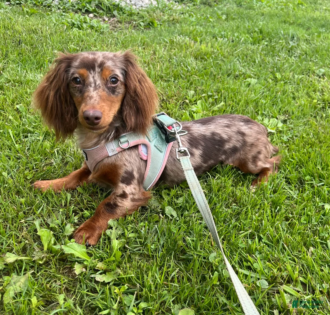 Miniature Dachshund dogs for sale: AKC Rory DNA OFA LH - Ad 5