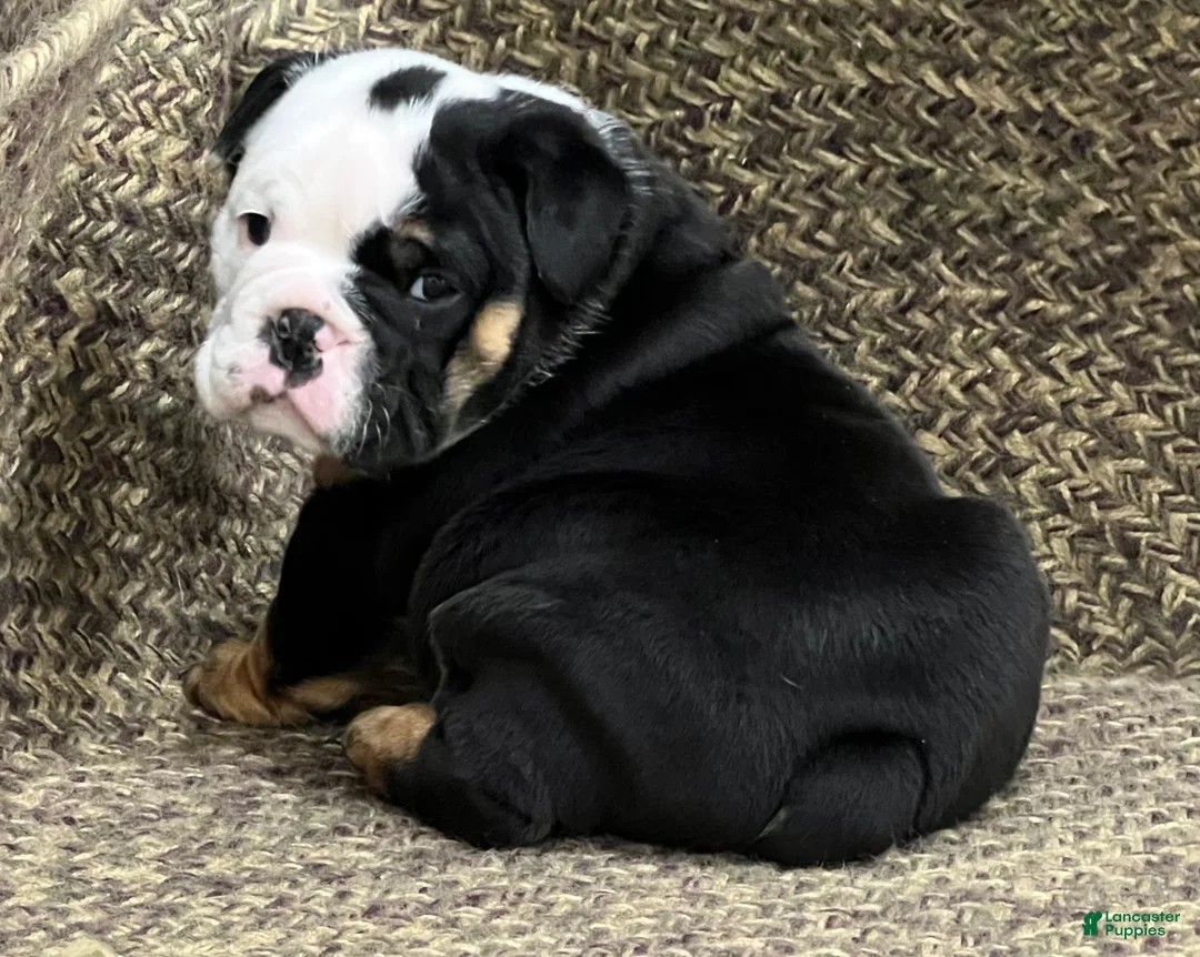 English Bulldog dogs for sale: Cupid - Ad 1