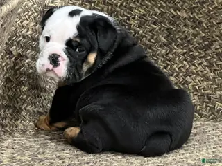 English Bulldog dogs Cupid - Ad 3