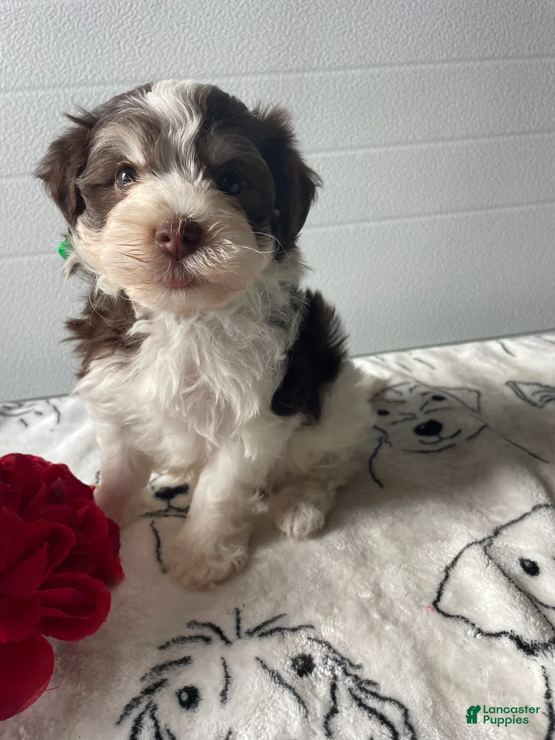 Havanese dogs for sale: Romper - Ad 4